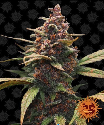 Ayahuasca Purple - Image 1